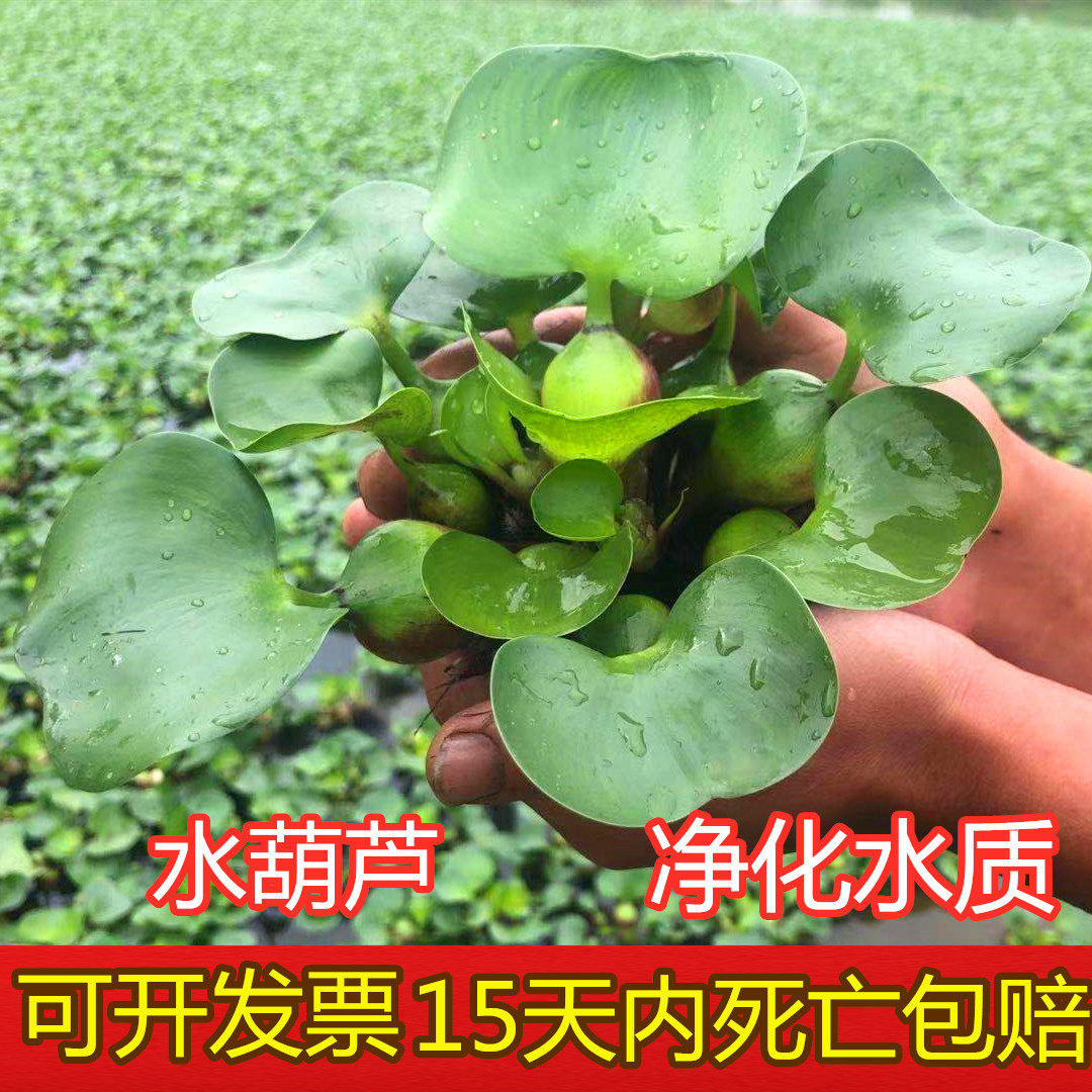 水葫芦水芙蓉浮萍水草养鱼龟缸造景绿植净化水质池塘水生植物水培 绿色圣林 淘优券