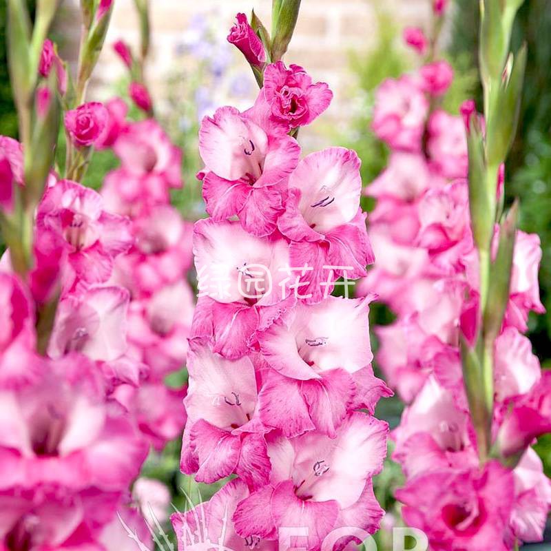 23年现货绿园花开剑兰种球5球进口唐菖蒲花球庭院阳台多年生花_虎窝淘