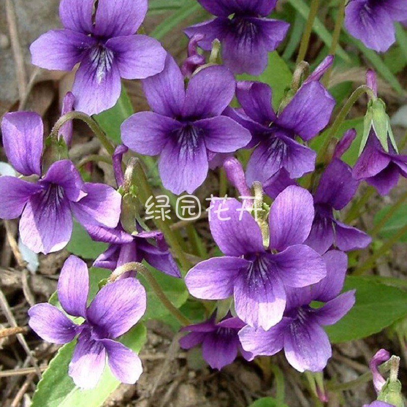 绿园花开紫花地丁种子野堇菜种子光瓣堇菜种子花卉种子春播秋播-图1