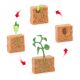 Plant growth process solid soybean growth stages