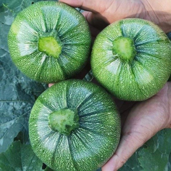 云南小圆瓜新鲜圆形西葫芦瓜嫩南瓜新鲜蔬菜现摘露天小嫩瓜5青瓜,淘宝优惠券,粉丝福利购,淘宝优惠卷