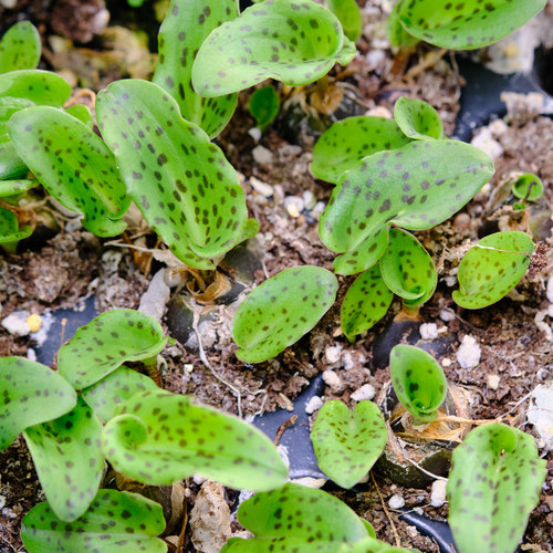紫背油点百合 多款油点百合 混合 球根 根茎植物 - 图0
