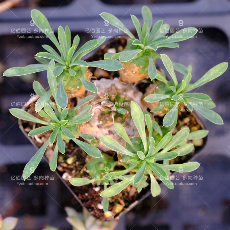 峨眉山 多肉植物 大戟科块根植物 - 图0