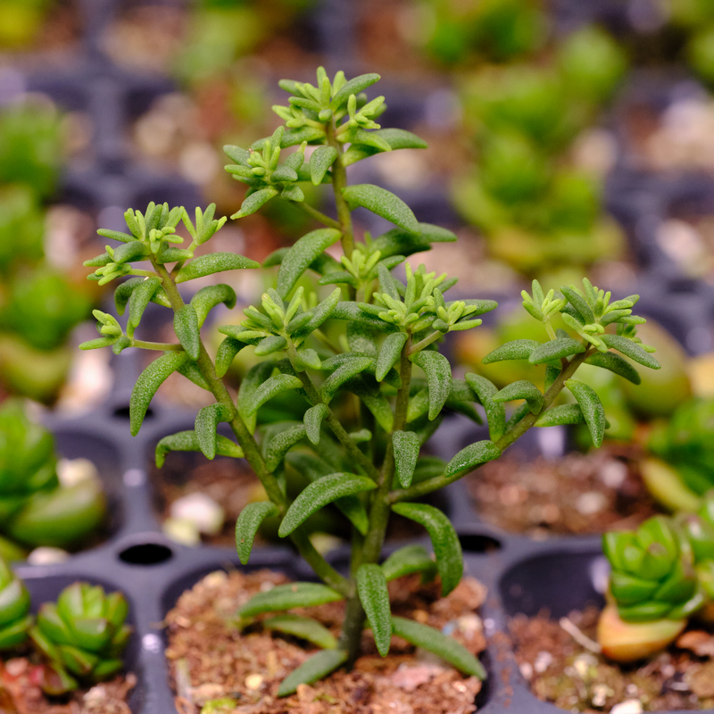 香蕉魔南景天多肉植物易群生砍头苗-图0