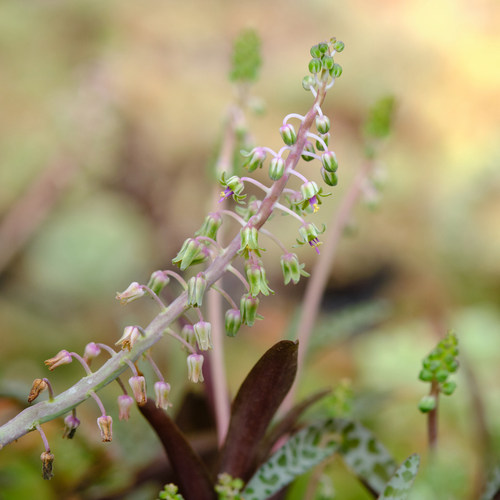 紫背油点百合 多款油点百合 混合 球根 根茎植物 - 图2