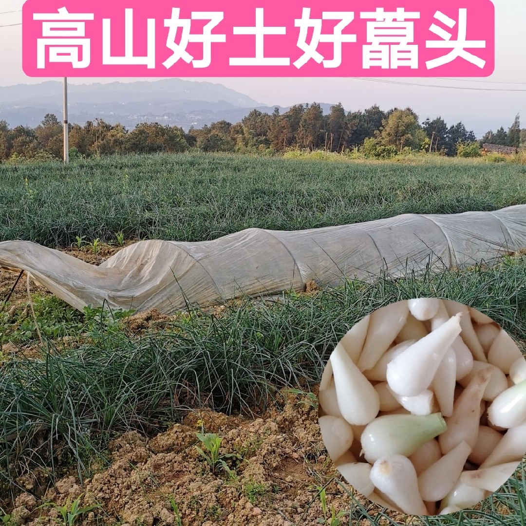 荞头2024年新鲜嫩茭头四川重庆现挖藠头去叶去须荞头做泡菜头 - 图1