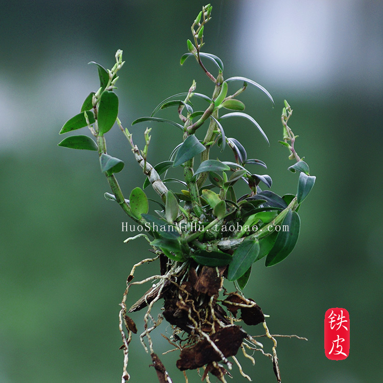 霍山铁皮石斛苗霍山石斛苗三年驯化苗老种苗包成活可食用盆栽盆景