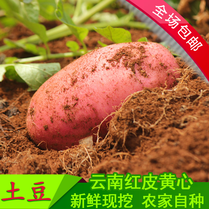 2024年云南新鲜现挖红皮黄心土豆农家种马铃薯洋芋老品种10斤带箱 - 图0