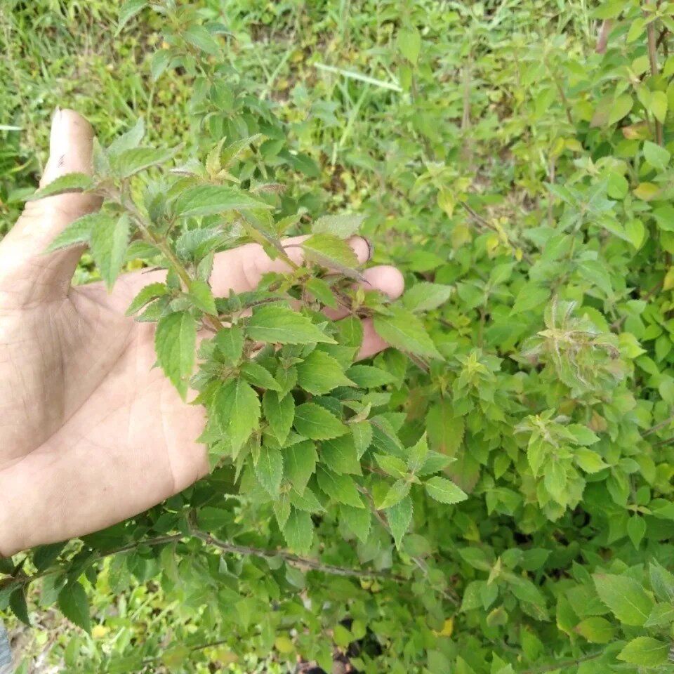 新鲜天然青草红心热痱草 红心石荠苎 红心小鱼仙草 全草500g包邮