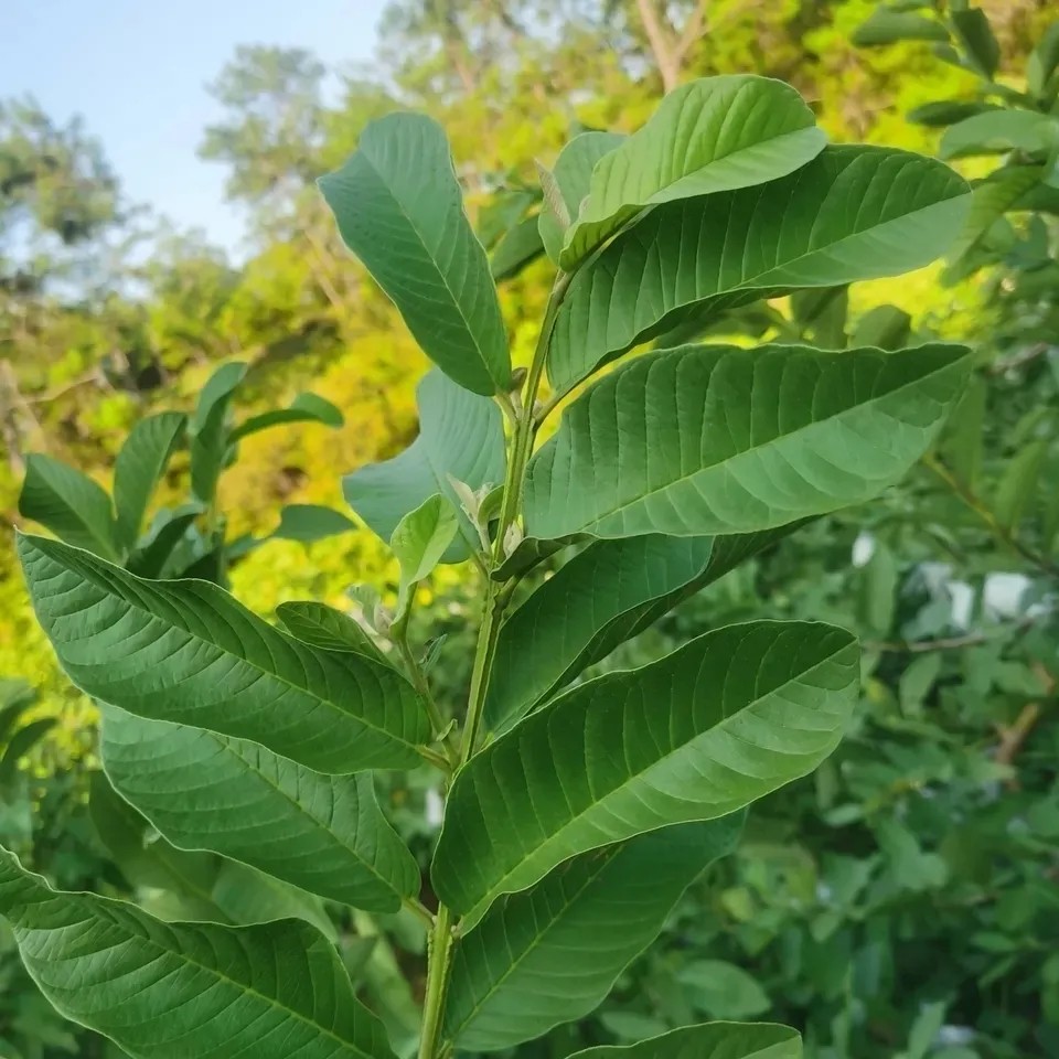 新鲜天然现摘番石榴叶子 红心番石榴叶芭乐叶子茶 番石榴枝叶500g