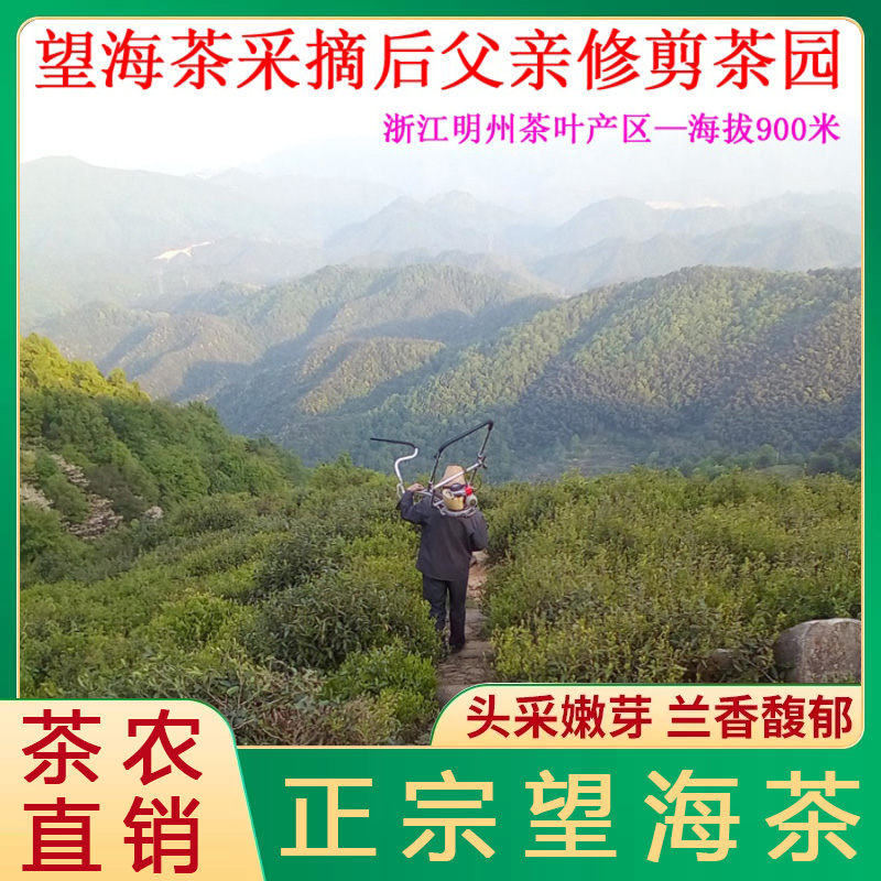 一级望海茶2024年新茶250克散装宁波宁海特产明前高山云雾绿茶 - 图3