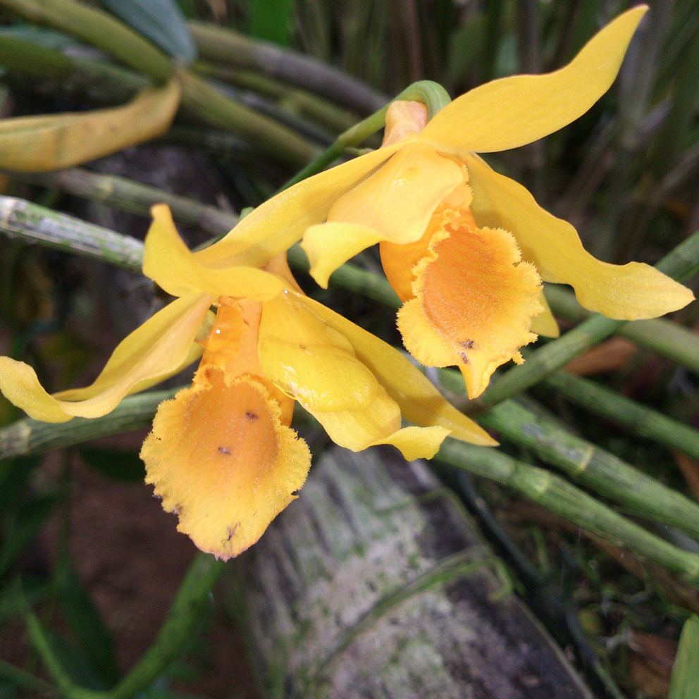 兰花-洋兰-石斛兰-疏花石斛Dendrobium henryi Schltr_虎窝淘