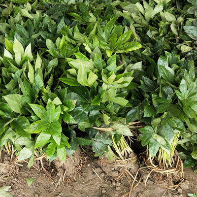 四季常青八角金盘苗庭院花坛植物八角金盘树苗园林绿化苗耐旱耐阴 虎窝淘