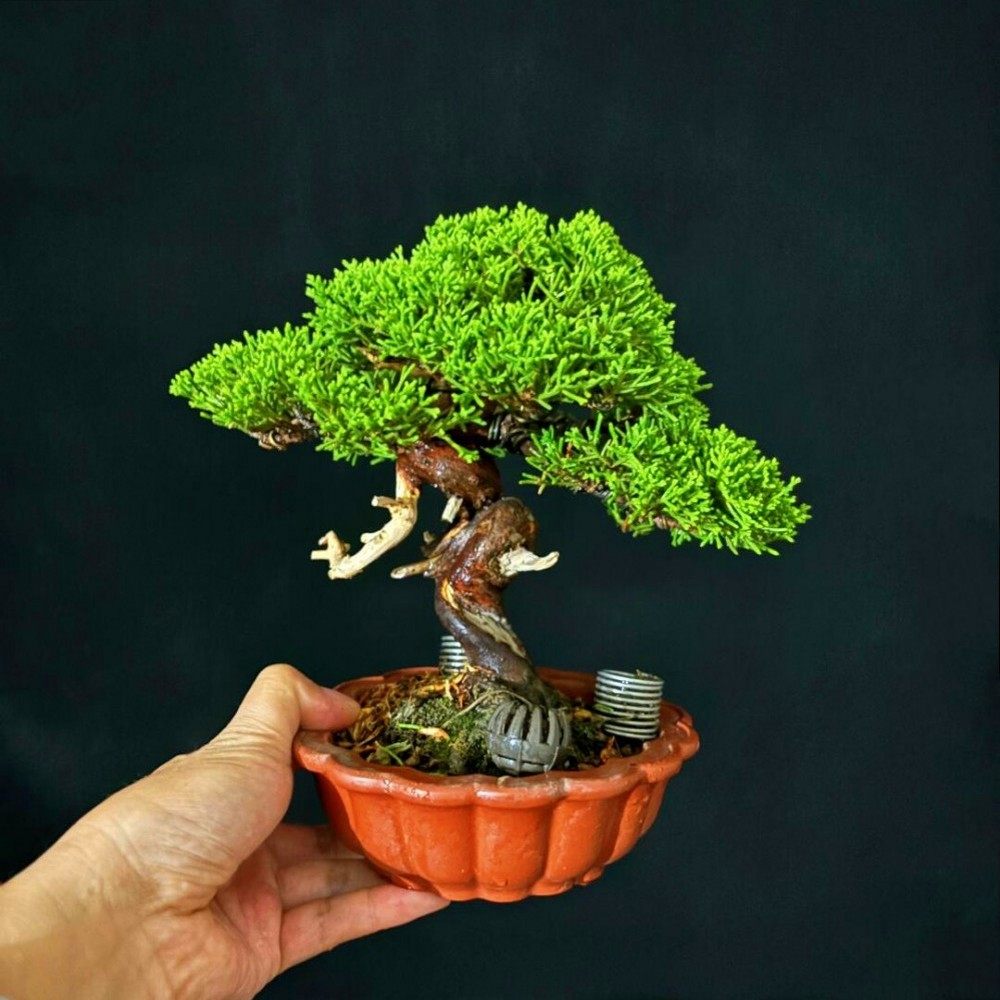 宫阪系鱼川真柏老桩盆景室内植物办公室阳台盆栽一物一拍基地直销,淘宝优惠券,粉丝福利购,淘宝优惠卷