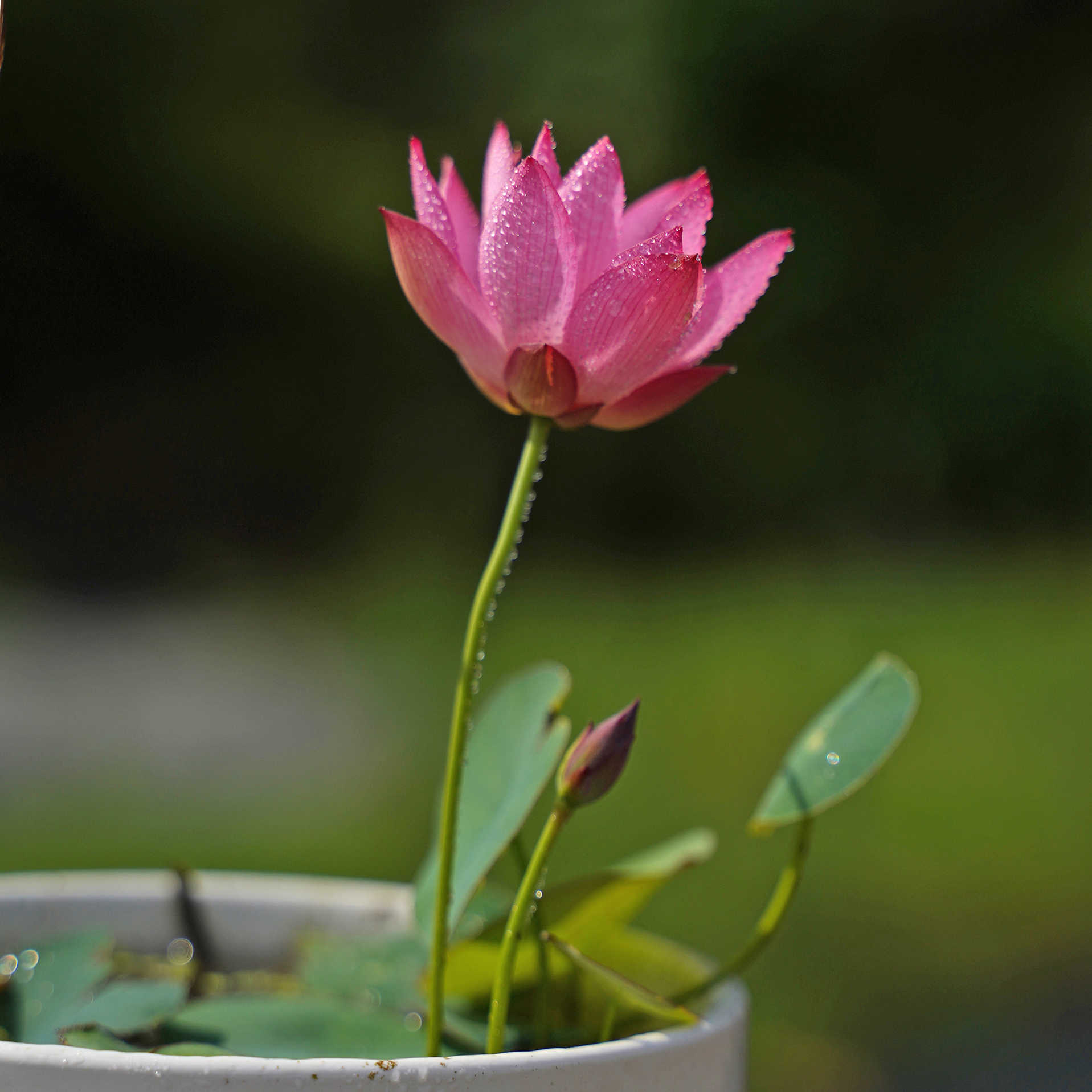 微型睡蓮 新人首單立減十元 22年8月 淘寶海外