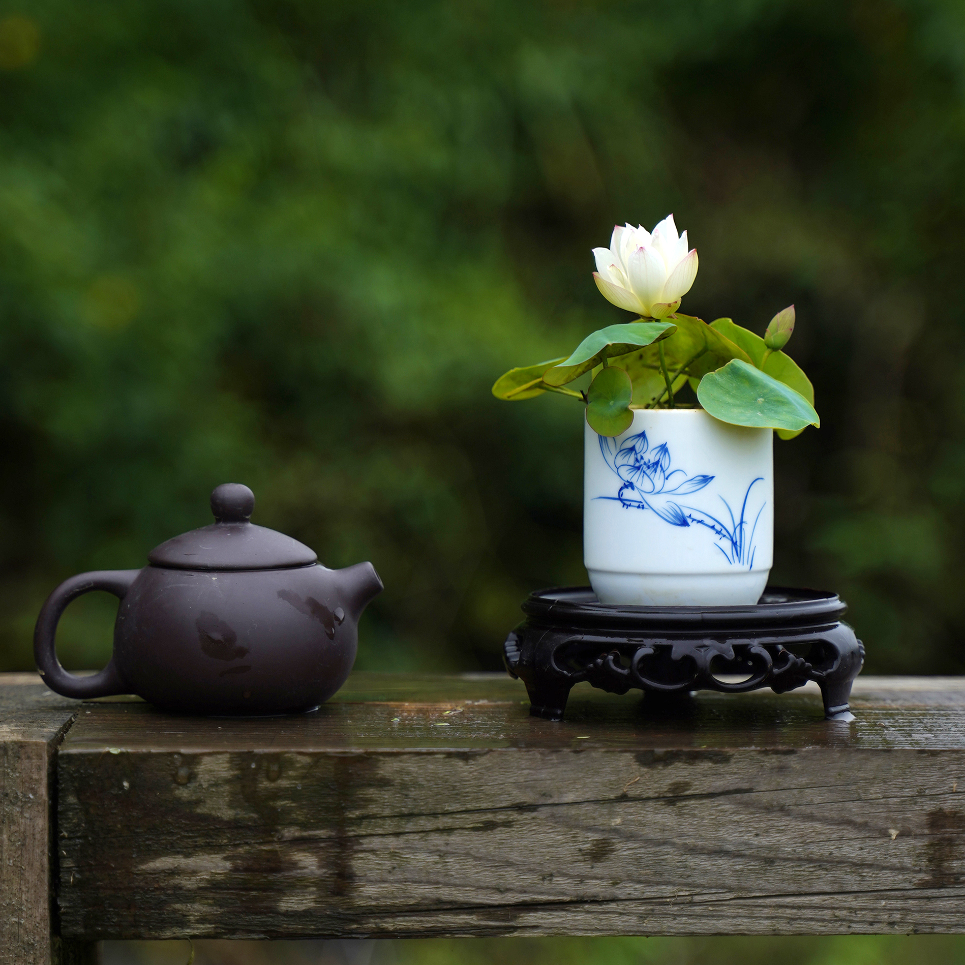 【如玉】周劲松微型碗莲小荷花种藕苗根茎不带花水生培植物非成品 - 图1