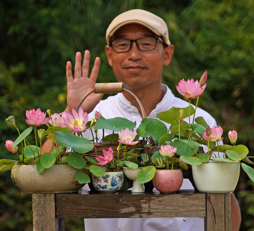 周劲松已开口易活家庭窗阳台盆栽碗莲荷花种子籽套餐 - 图0