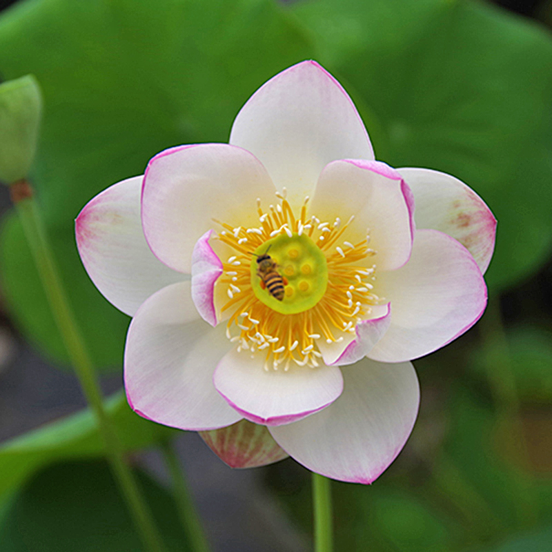 【婉约】周劲松家庭院楼顶阳台观赏盆栽小荷花莲花碗莲种藕苗花卉 - 图0