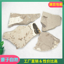 Bee fossil original ancient bio-ancient insect specimen teaching specimens Koop value single-denominated