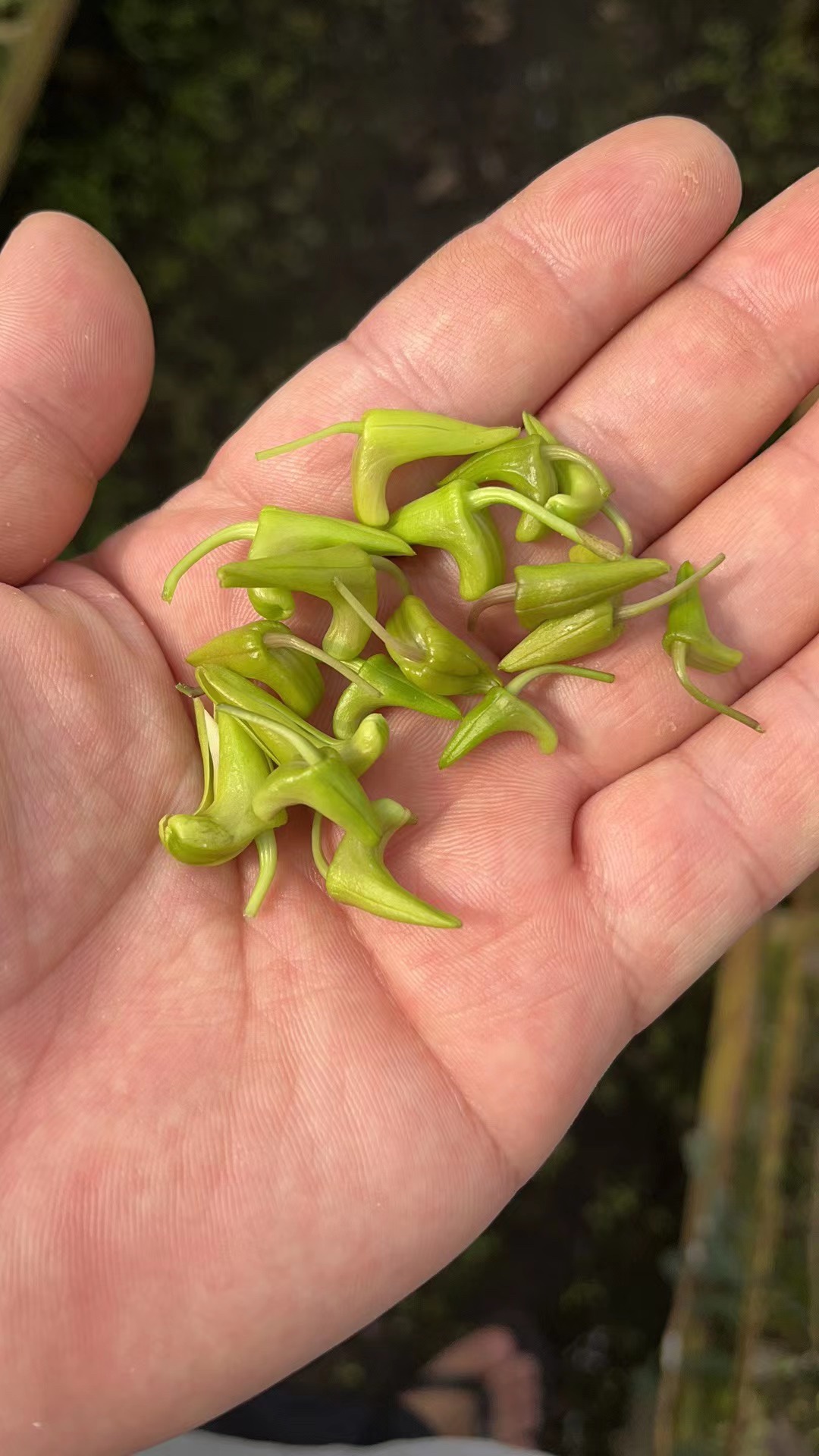 顺丰包邮铁皮石斛鲜花花苞一斤500g花芽子未全开特殊菜品