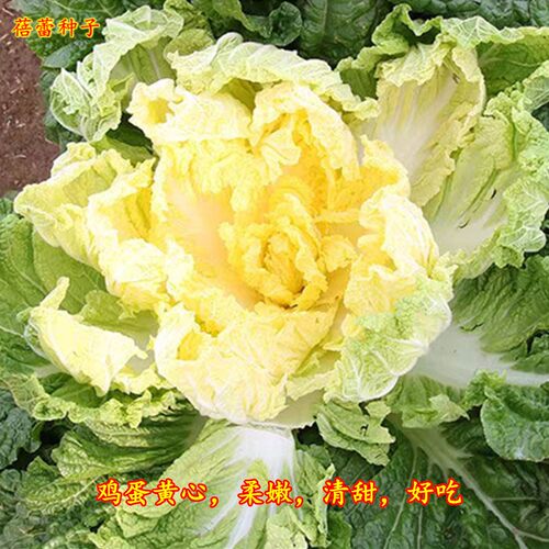 北京小杂56大白菜种子早熟黄心白菜春夏秋冬火锅青菜四季蔬菜种孑 - 图3