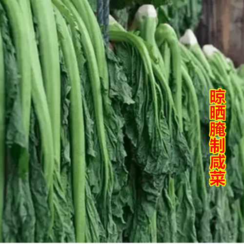 大叶芥菜种籽酸菜种宽叶厚肉芥菜种子秋季种植农家青菜籽蔬菜种孑 - 图2