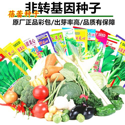 北京小杂56大白菜种子早熟黄心白菜春夏秋冬火锅青菜四季蔬菜种孑 - 图0