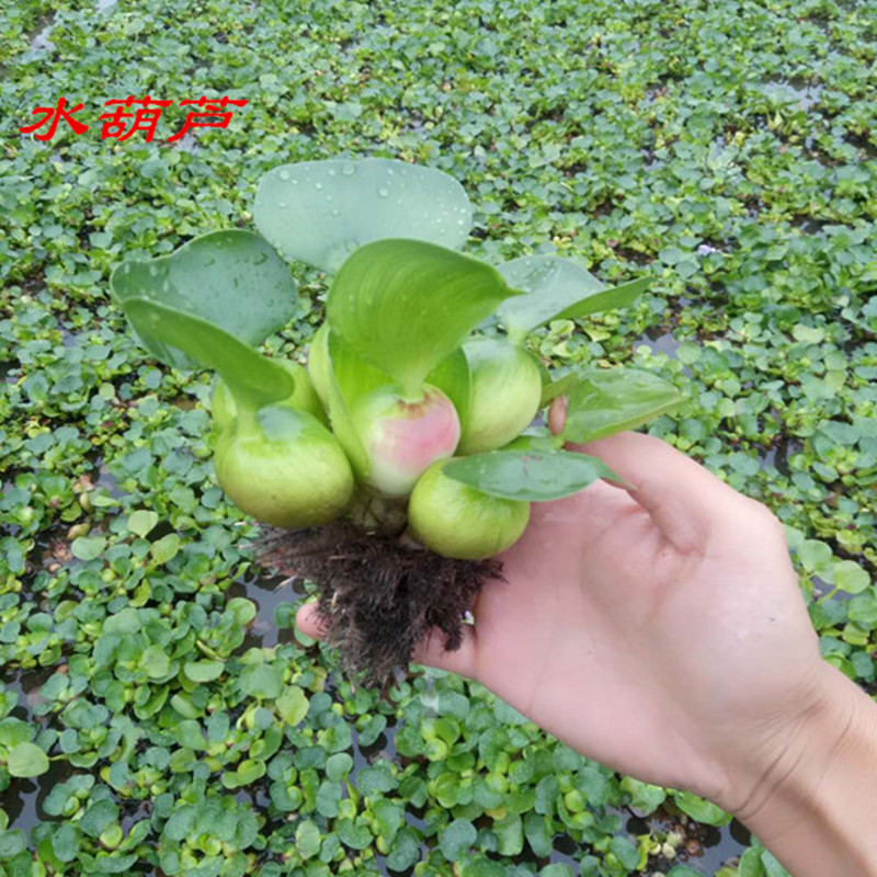 水葫芦浮萍水生植物养鱼养龟鱼缸造景净化水质鱼池水草种子水芙蓉