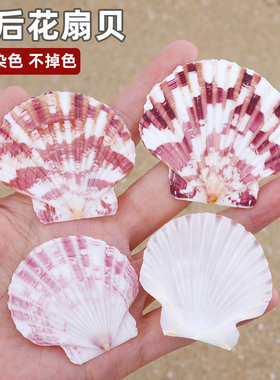 天然海螺贝壳皇后花扇贝墙地装饰