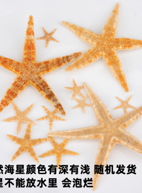 天然海星装饰品diy材料