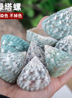 天然海螺贝壳绿塔螺家居摆设道具鱼缸水族造景地台布置绿色海螺