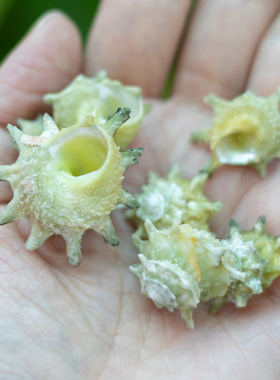 七星海马螺天然贝壳海螺标本收藏许愿瓶手工diy装饰配件鱼缸造景
