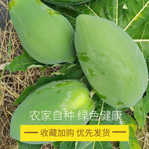广西青木瓜新鲜包邮  凉拌沙拉腌酸生木瓜蔬菜大木瓜8斤 - 图1