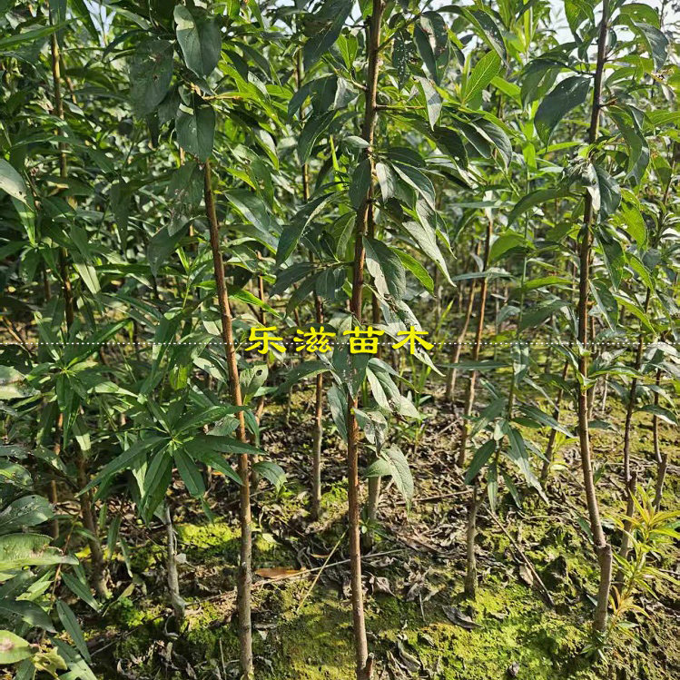 龙李苗蜂糖李优系丰产高糖6月熟青脆李嫁接李子苗湖南基地直销,淘宝优惠券,粉丝福利购,淘宝优惠卷