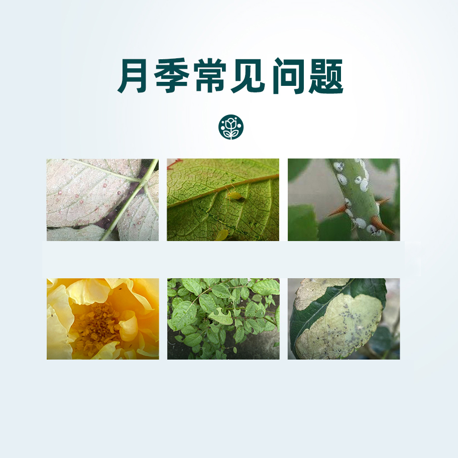 养月季用的套餐白粉黑斑红蜘蛛蚜虫蓟马黄叶补肥家庭花卉通用肥料