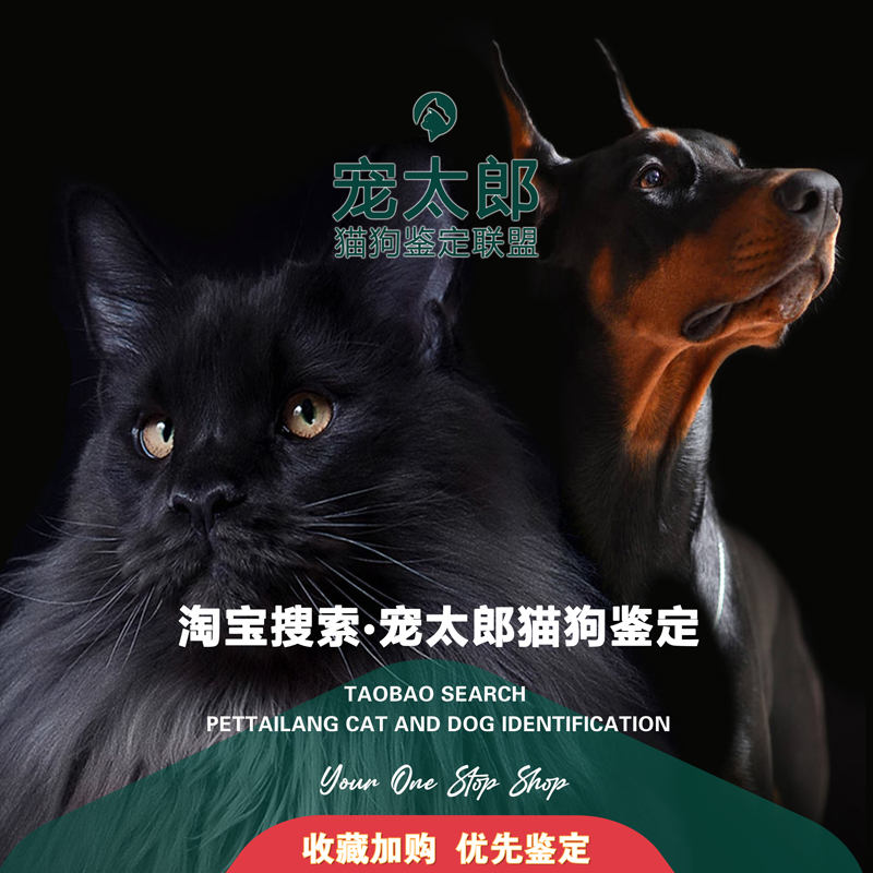 宠物猫狗鉴定师品相品种鉴定估价缅因美短紫金柯基边牧金毛鉴定-图0