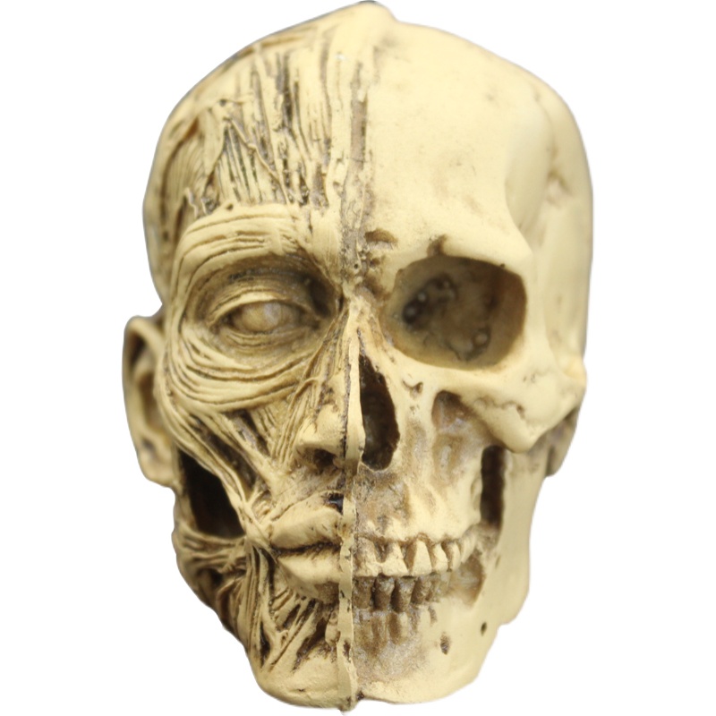 艺用人体头颅模型肌肉骨骼头雕骷髅头骨绘画参考胸像解剖美术素描-图3