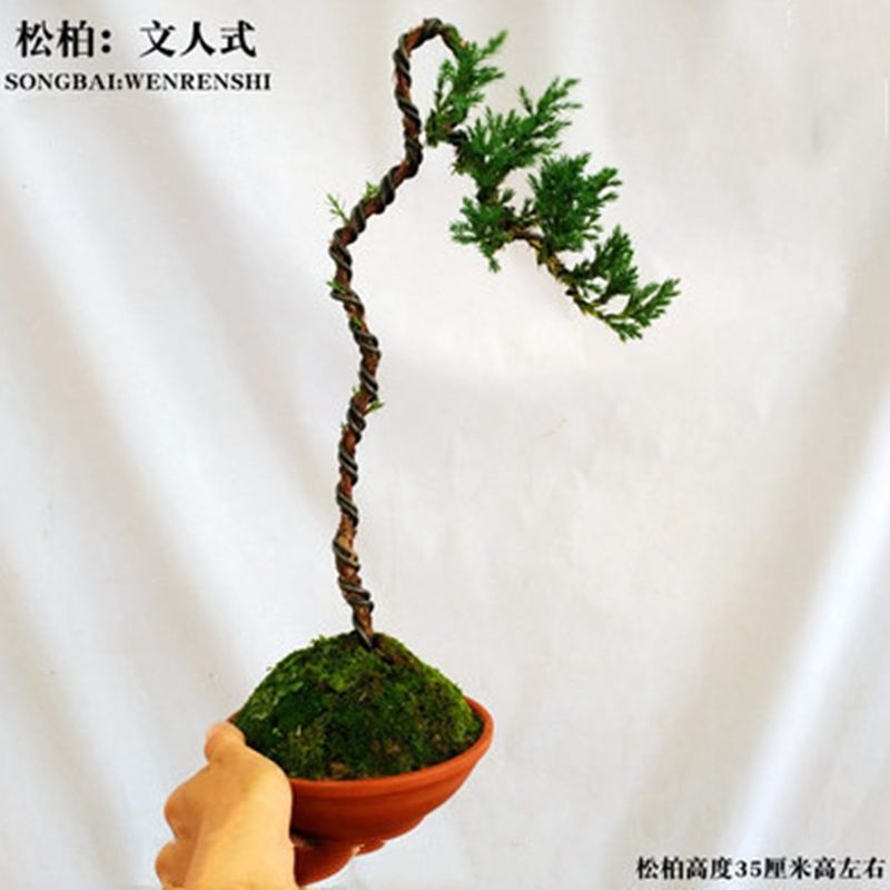 地柏迎客松盆景盆栽造型树苗素材苗庭院室内花卉植物老桩苗悬崖松