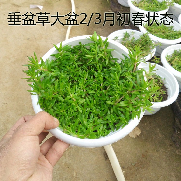 正宗中药材垂盆草盆栽包邮食用垂吊绿植生长速度快 - 图1