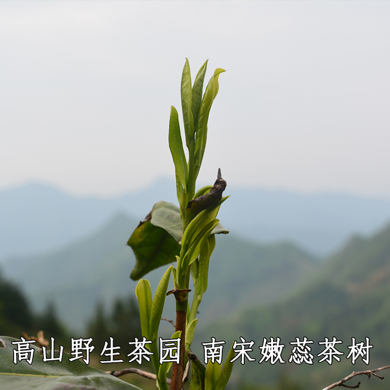 24年石台硒茶野生茶明前一级牯牛降野茶仙寓山西黄山毛峰批发绿茶-图1