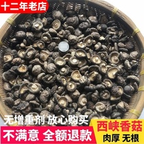 New Goods Promotion Small Shiitake Mushrooms Dry Goods 500g Farmhouse Special Produce Meat Thickness No Root Little Dried Shiitake Mushrooms Commercial Can Bulk