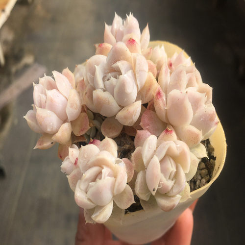 【白月影 阿尔巴白月影】一物一拍  多肉植物 大棚基地 绿植 - 图2