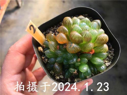 【冰灯玉露】瓦苇属 12卷 多肉植物 一物一拍 绿植盆栽迷你办公室 - 图0