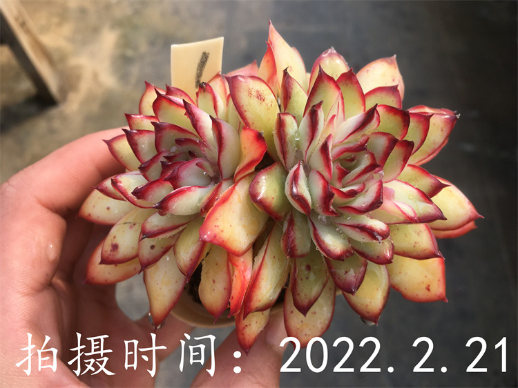 红边灵影墨西哥灵隐多肉植物一物一拍大棚直销绿植盆栽迷你办公室