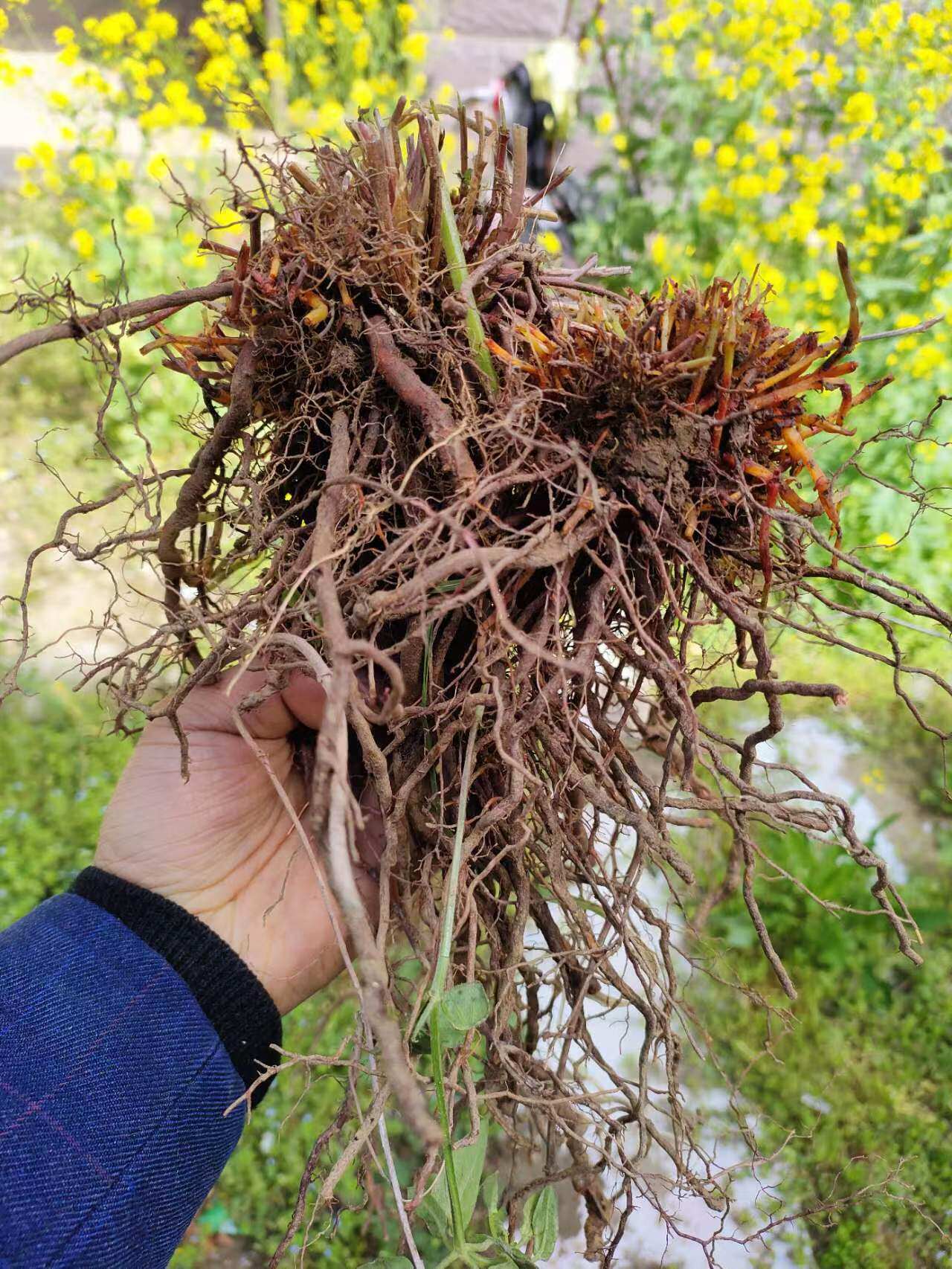 中药材正品野生茜草根新货粉无硫血草红茜草血见愁止500g克中草药