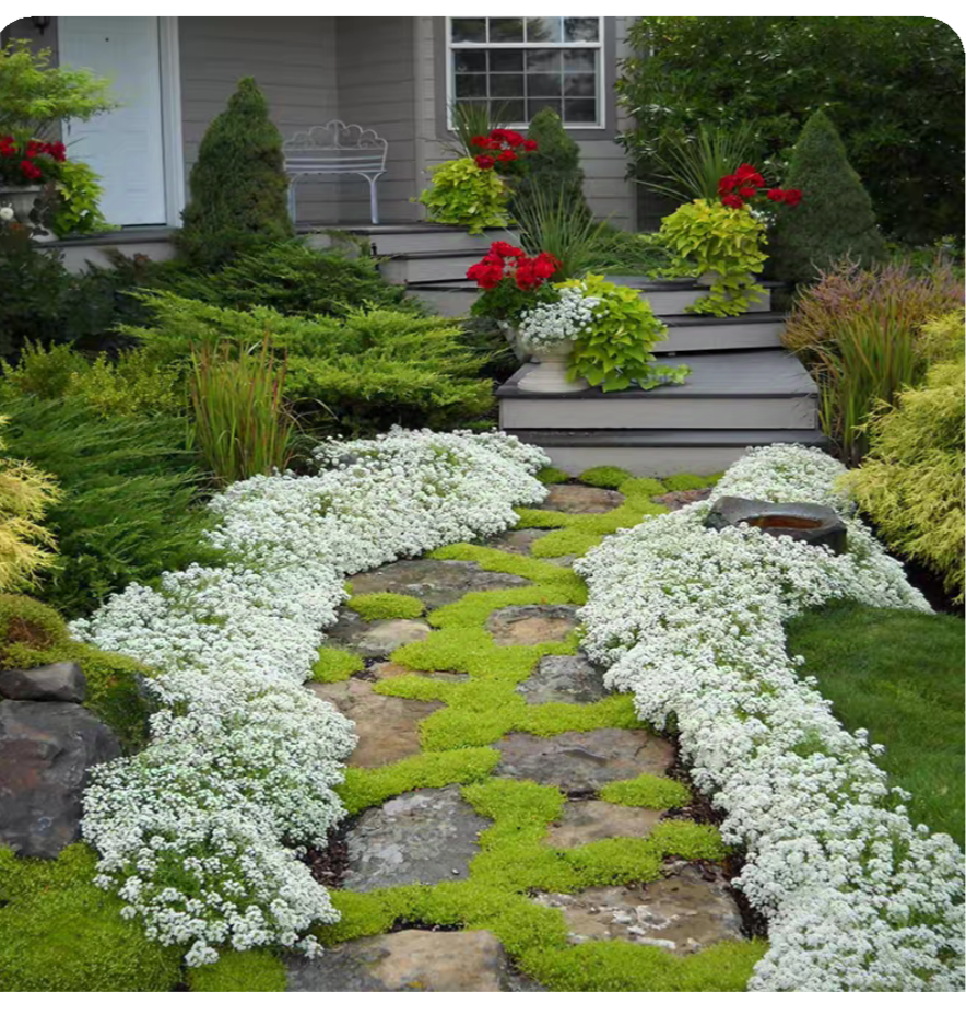 香雪球花镜草坪花卉组盆配花造景芳香性耐寒满25包邮,淘宝优惠券,粉丝福利购,淘宝优惠卷
