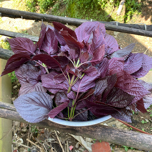农家双面紫紫苏苗苏子苗可食用包肉烧鱼去腥提鲜全紫老品种红紫苏 - 图2