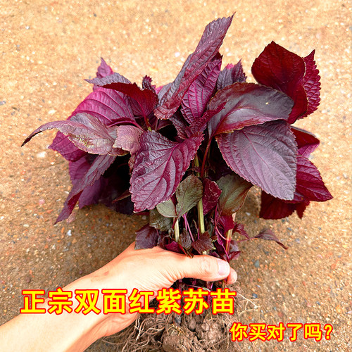 农家双面紫紫苏苗苏子苗可食用包肉烧鱼去腥提鲜全紫老品种红紫苏 - 图0