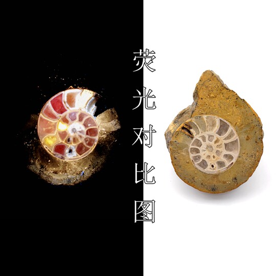 Nigerian Ammonite Slices Home Decor Collection