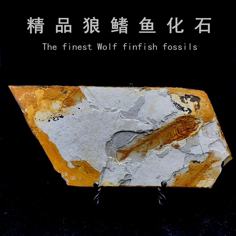 古生物白垩纪天然中华狼鳍鱼群鱼化石头地质科普教学标本摆件收藏,淘宝优惠券,粉丝福利购,淘宝优惠卷